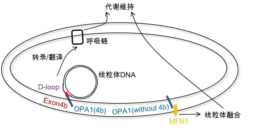 研究揭示线粒体自我功能修复的全新机制