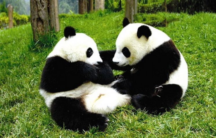 总评:小作者通过查找资料,在文章中向读者介绍了大熊猫的外形特点