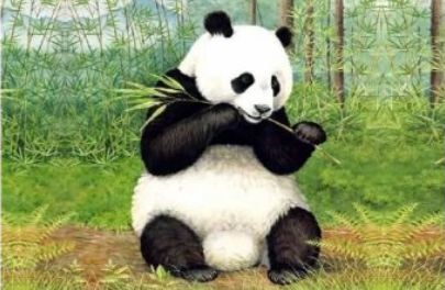统编版三年级语文下册课文精讲:写作指导七《国宝大熊猫》 |图文讲解