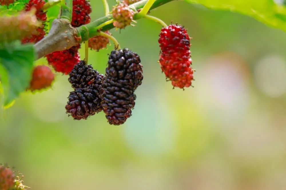 (实拍图) 有一种水果 甜似蜜,色似血 吃上一两颗可以让 嘴巴,舌头瞬间