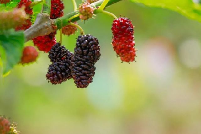 (实拍图) 有一种水果 甜似蜜,色似血 吃上一两颗可以让 嘴巴,舌头