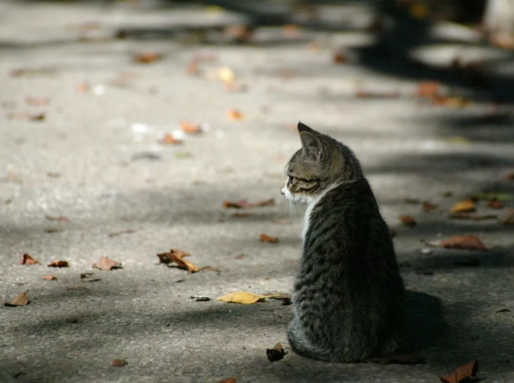 你有没有见过为了有个家非常努力的流浪猫？