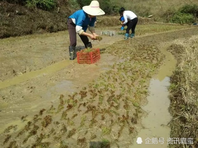 海花草种植