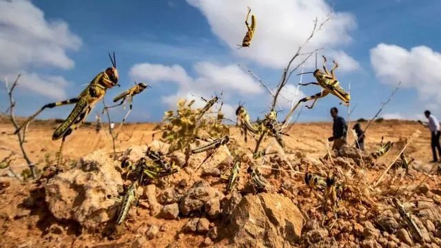 非洲蝗虫卷土重来，数量激增20倍！威胁中国几率有多大？