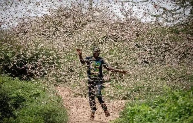 非洲蝗虫卷土重来，数量激增20倍！威胁中国几率有多大？
