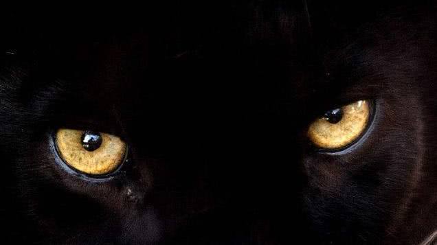 心理学:第一眼哪只黑豹的眼睛最吸引你?测你的领导能力有多强!