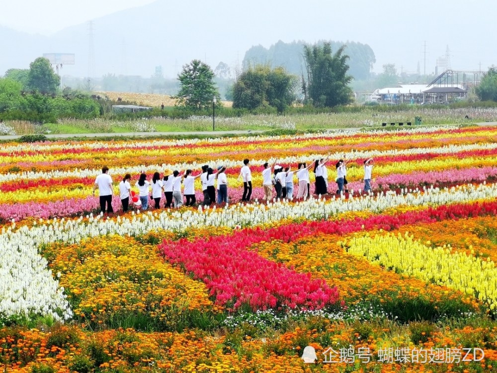 应对疫情引领景区经营转型 成都蔚然花海率先推出"一次购票,终身免票"