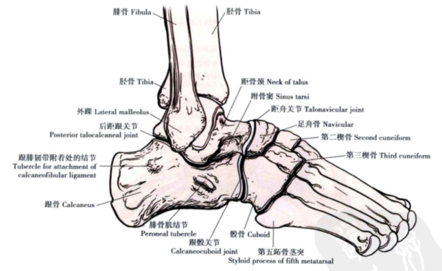 限制距骨后移;冠状面:外踝较内踝低1cm左右;踝关节的骨性结构由胫骨