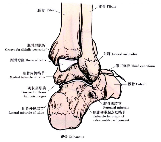 限制距骨后移;冠状面:外踝较内踝低1cm左右;踝关节的骨性结构由胫骨