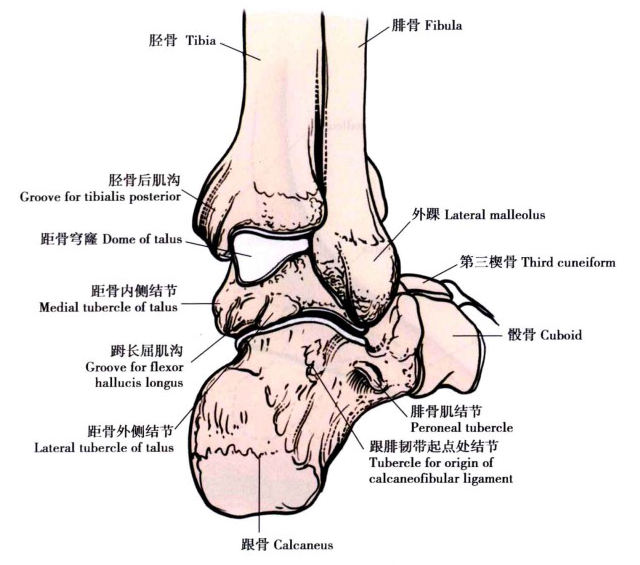 矢状面:外踝较内踝偏向后1cm,后踝较前踝更向下延伸,限制距骨后移