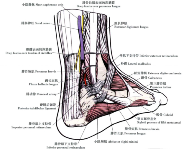 踝关节浅层结构04距骨体前宽后窄,踝背屈时距骨体较宽处入踝穴,踝跖屈