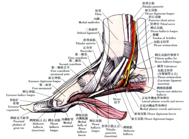 骨科精读|最全踝关节解剖高清图解,你肯定用的上!