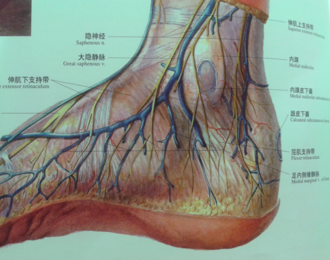 趾内侧缘踝关节内侧深层解剖:踝管:屈肌支持带和跟骨内侧面及内踝围成