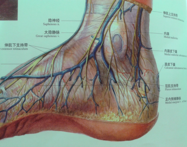 胫后动静脉及胫神经,足拇长屈肌腱.