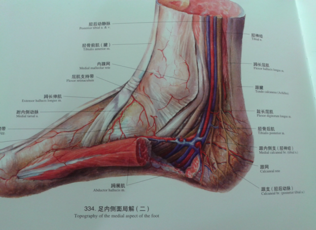 胫后动静脉及胫神经,足拇长屈肌腱.