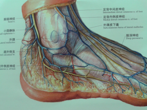 小隐静脉:由足外侧缘静脉汇集,沿外踝后缘上行;腓肠神经:腓肠内侧皮