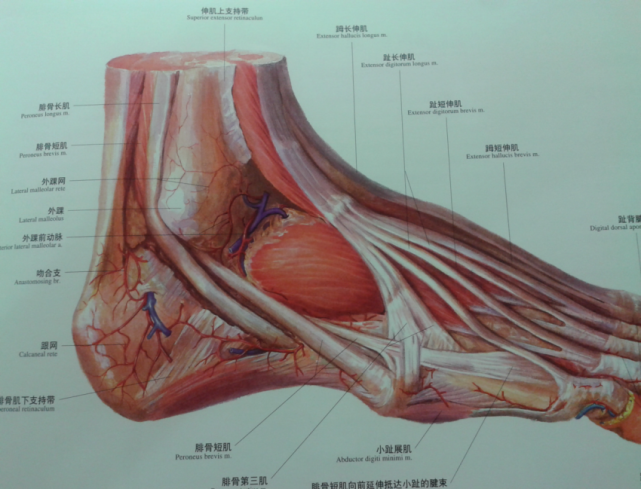 于足底筋膜;外踝前动脉:由胫前动脉发出,经趾长伸肌肌腱与骨面至外踝
