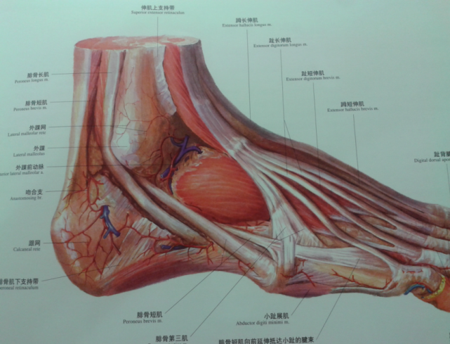 骨科精读|最全踝关节解剖高清图解,你肯定用的上!