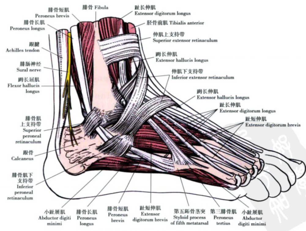 骨科精读最全踝关节解剖高清图解你肯定用的上