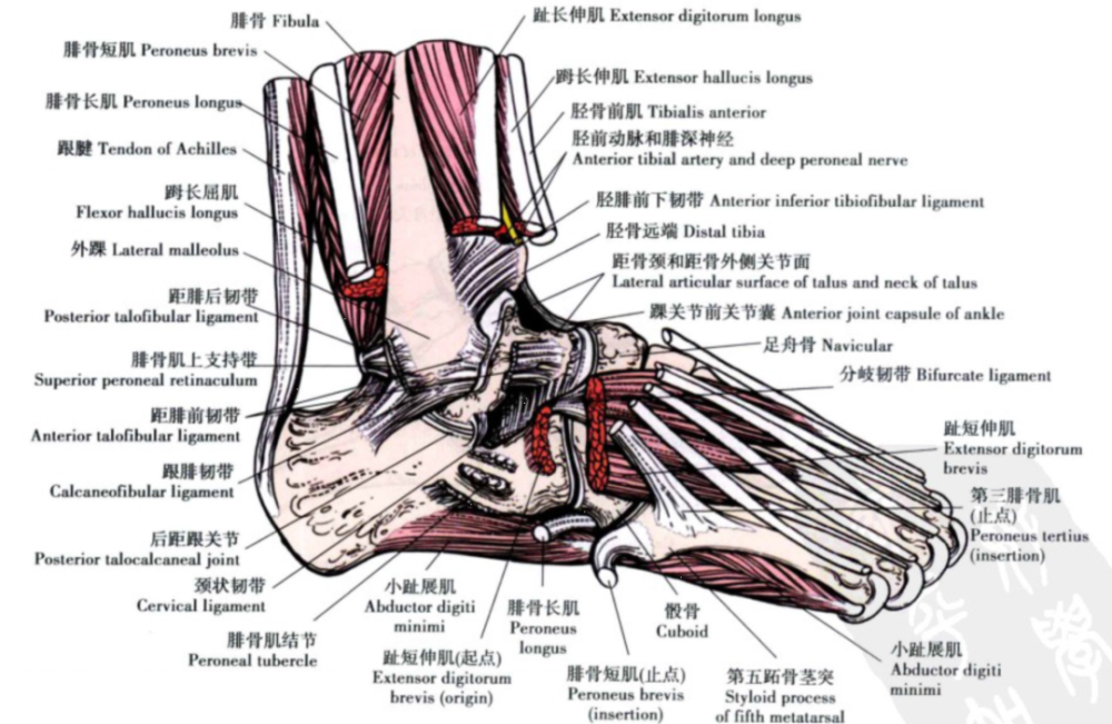 骨科精读最全踝关节解剖高清图解你肯定用的上