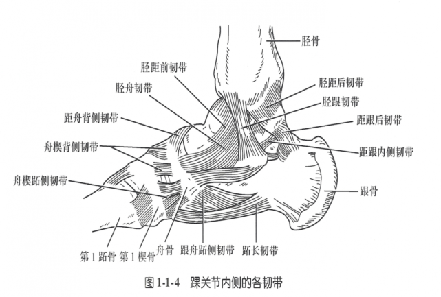 踝关节外侧韧带结构:内