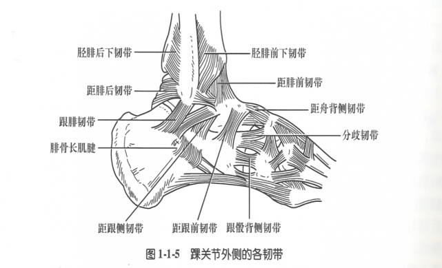 骨科精读|最全踝关节解剖高清图解,你肯定用的上!