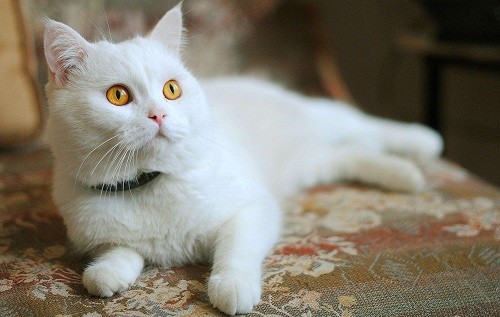 猫咪泪痕黑色能恢复吗
