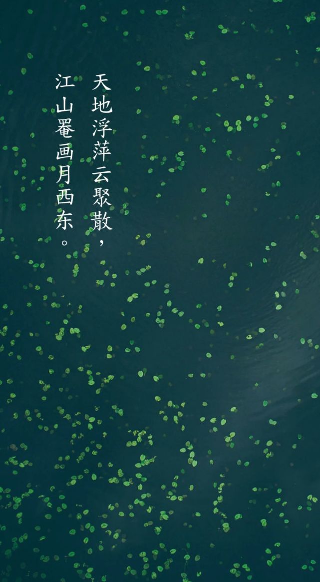 谷雨一候:萍始生——最美最初的萍水相逢