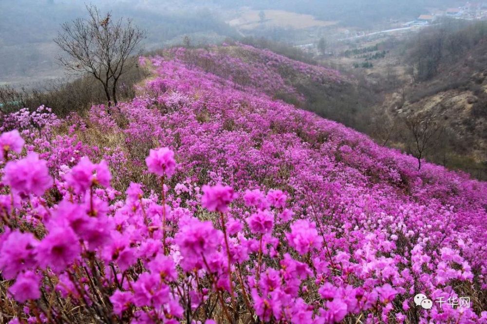 比去年提前3天 岫岩映山红进入盛花期