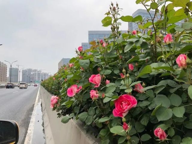 被美到了!杭州高架月季花第一波已经开啦