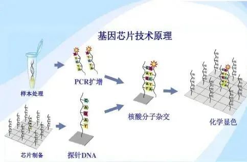 图片来源:百度 那么基因芯片技术可以查哪些疾病呢?