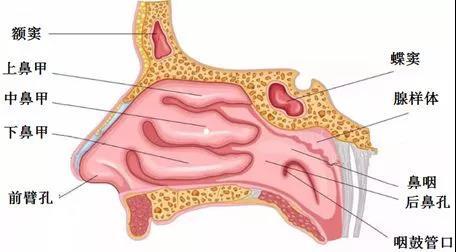 鼻是人体重要的呼吸,嗅觉器官,分成外鼻,鼻腔和鼻窦三部分.
