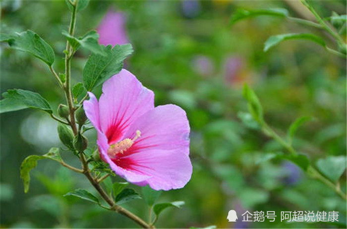 它虽是野花,却能当菜食用,农村还用它来润肺止咳