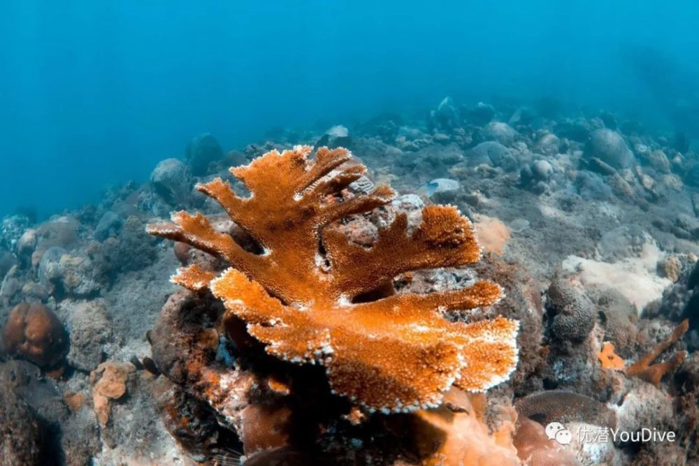 海洋奇观生存堪忧,世界最大珊瑚礁群迎来最广泛白化_腾讯新闻