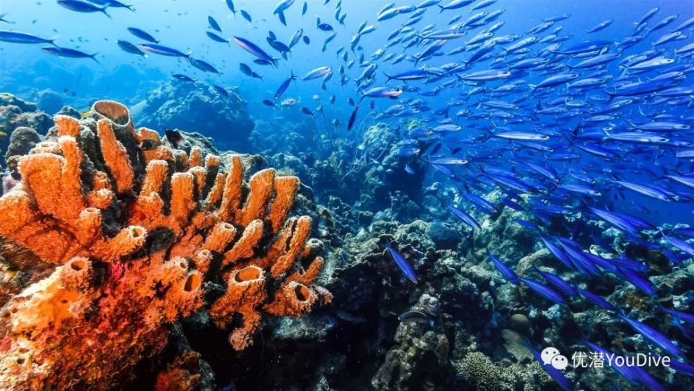 海洋奇观生存堪忧,世界最大珊瑚礁群迎来最广泛白化