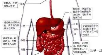 泫雅拼命训练是因为肌肉掉太快？靠节食得来的马甲钱还能扛多久？