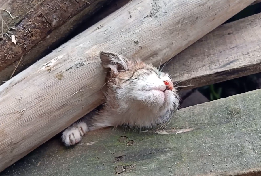 老屋坍塌困住2只小猫 男子搭救却不讨好 唯有小麻猫2天后来找他