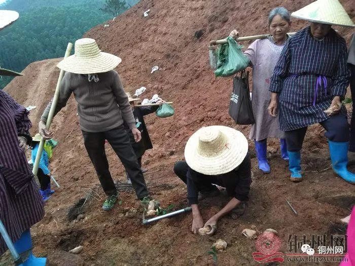 六靖龙湾村:500亩中药材种植基地,助力贫困户家门口就业