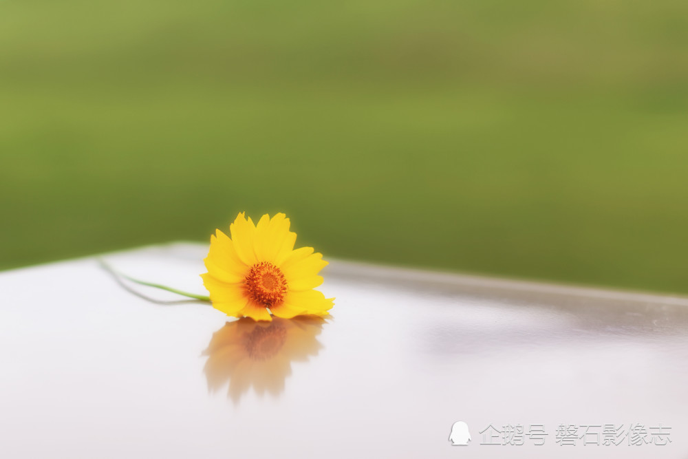 一朵花