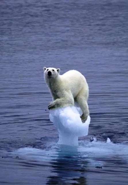 南极冰川在加速融化?会有什么灾难?