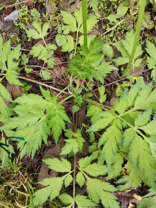 白苞蒿的嫩叶清香,有清热解毒的功效.