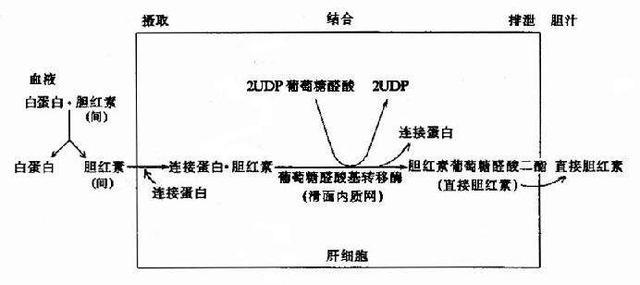 胆红素 腾讯网