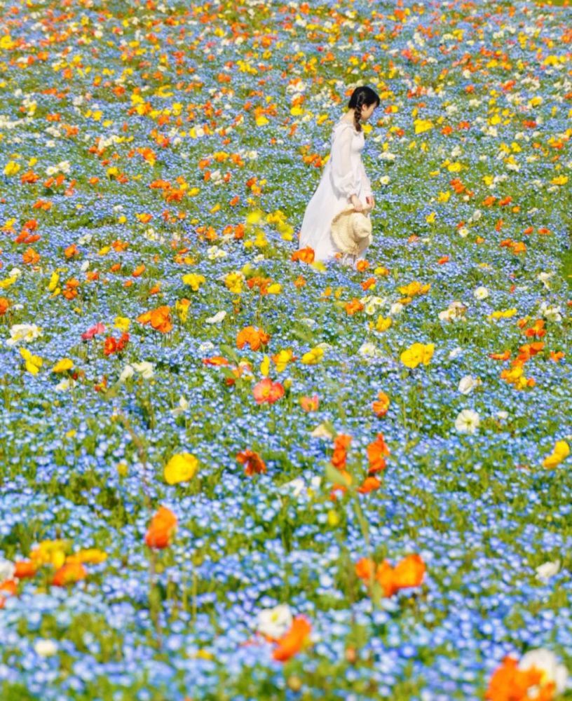 被刷屏的莫奈花园,顶流花仙子虞美人赏花地图来啦!