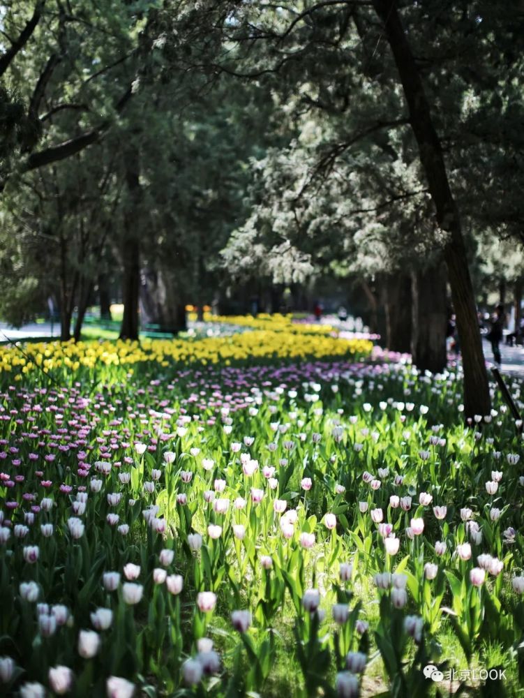 推荐赏花地:中山公园,北京植物园,北京国际鲜花港颜色亮丽多彩的