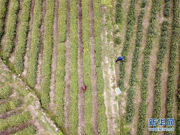 4月17日,金寨县花石乡大湾村村民在茶产业扶贫基地里采茶(无人机照片)