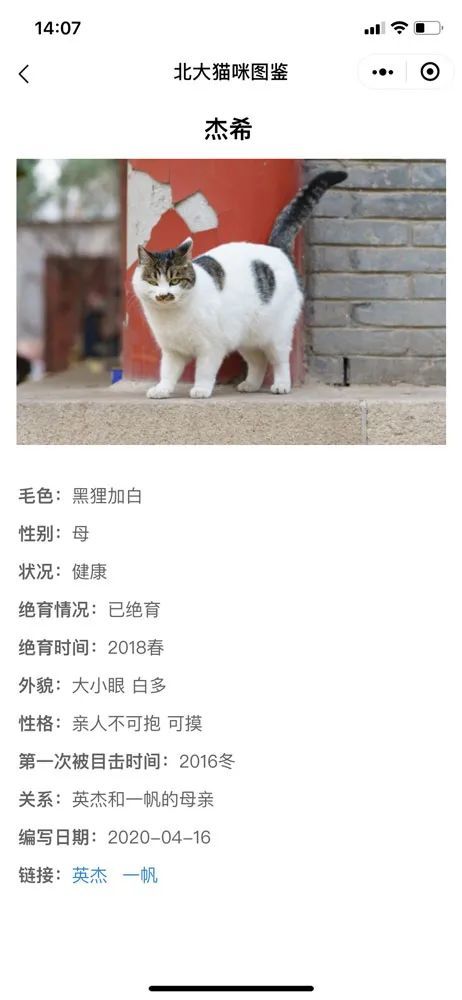 北大猫咪图鉴,猫猫们的关系还挺复杂的