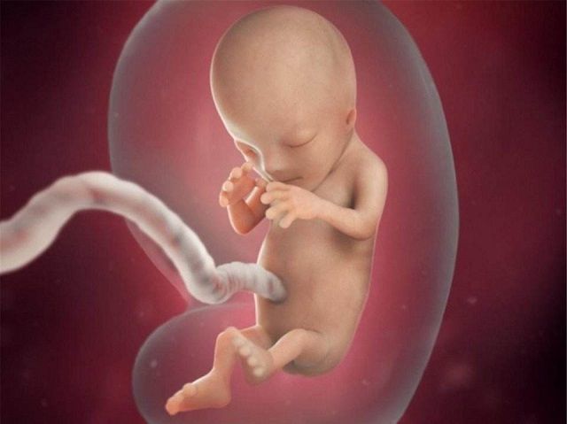 胎儿在孕妈肚子里,怎么解决"吃喝拉撒"?看完感叹生命的神奇