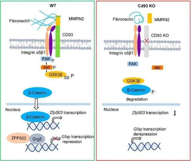 孤独症儿童康复服务团体标准 终于有了