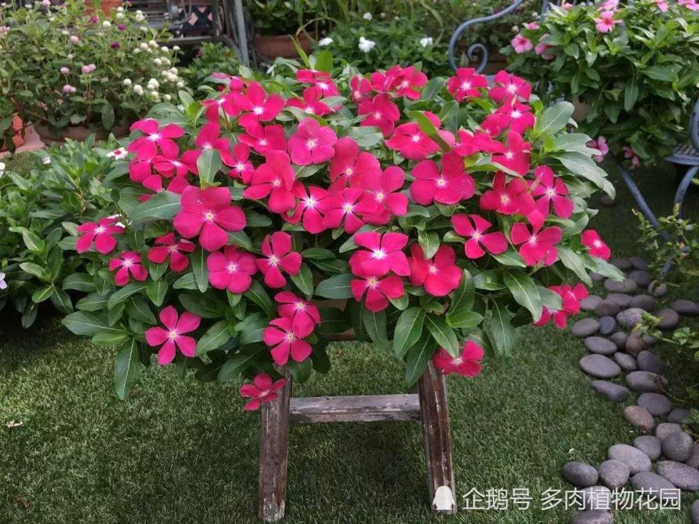 长春花又叫日日红这样管理叶片苍翠有光泽