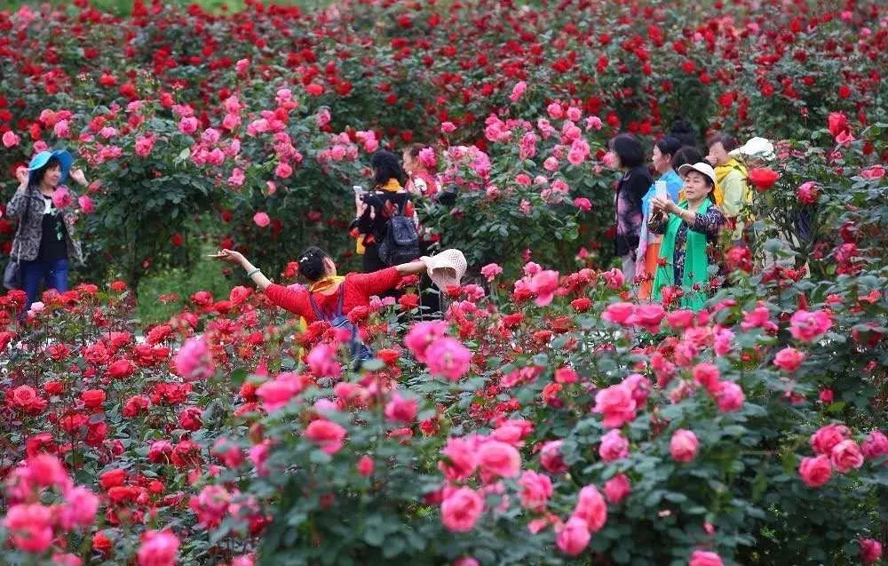 五颜六色的玫瑰花海,放眼远眺,总有一种爱丽丝梦游的仙境的意境.